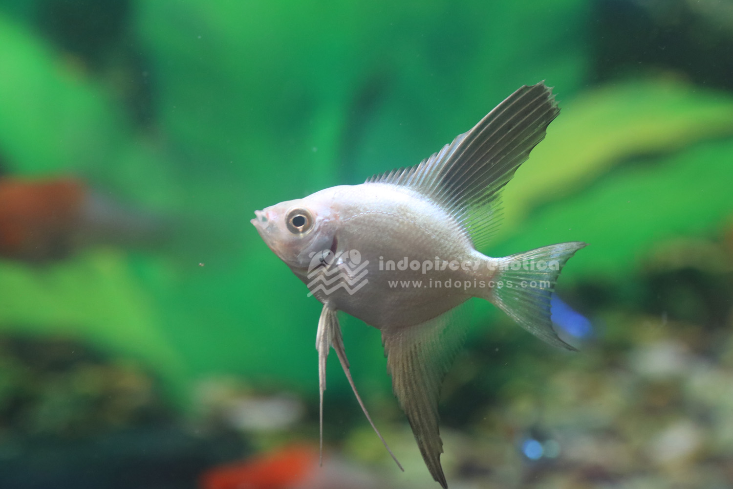 Indopisces Exotica